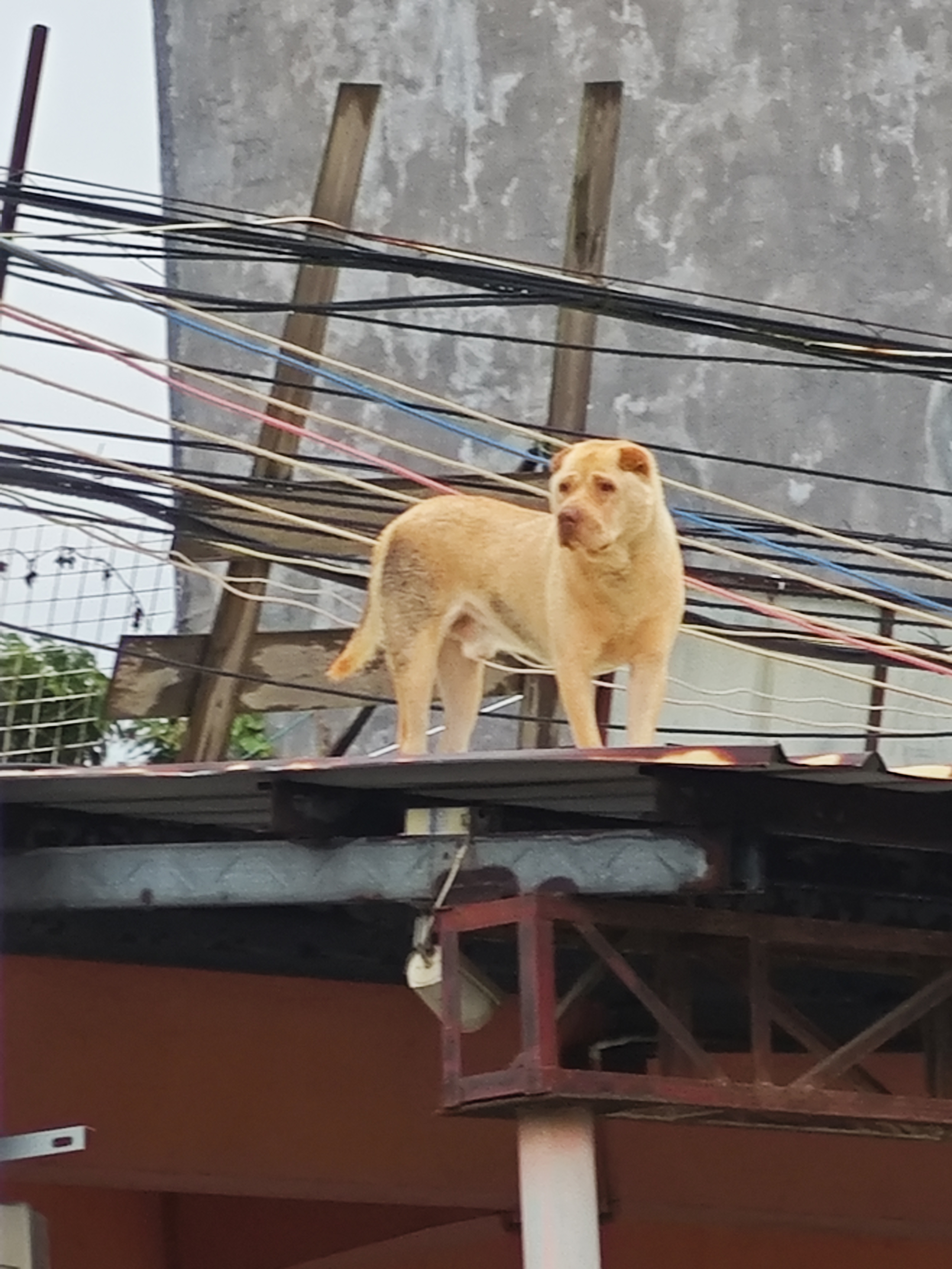 dog
